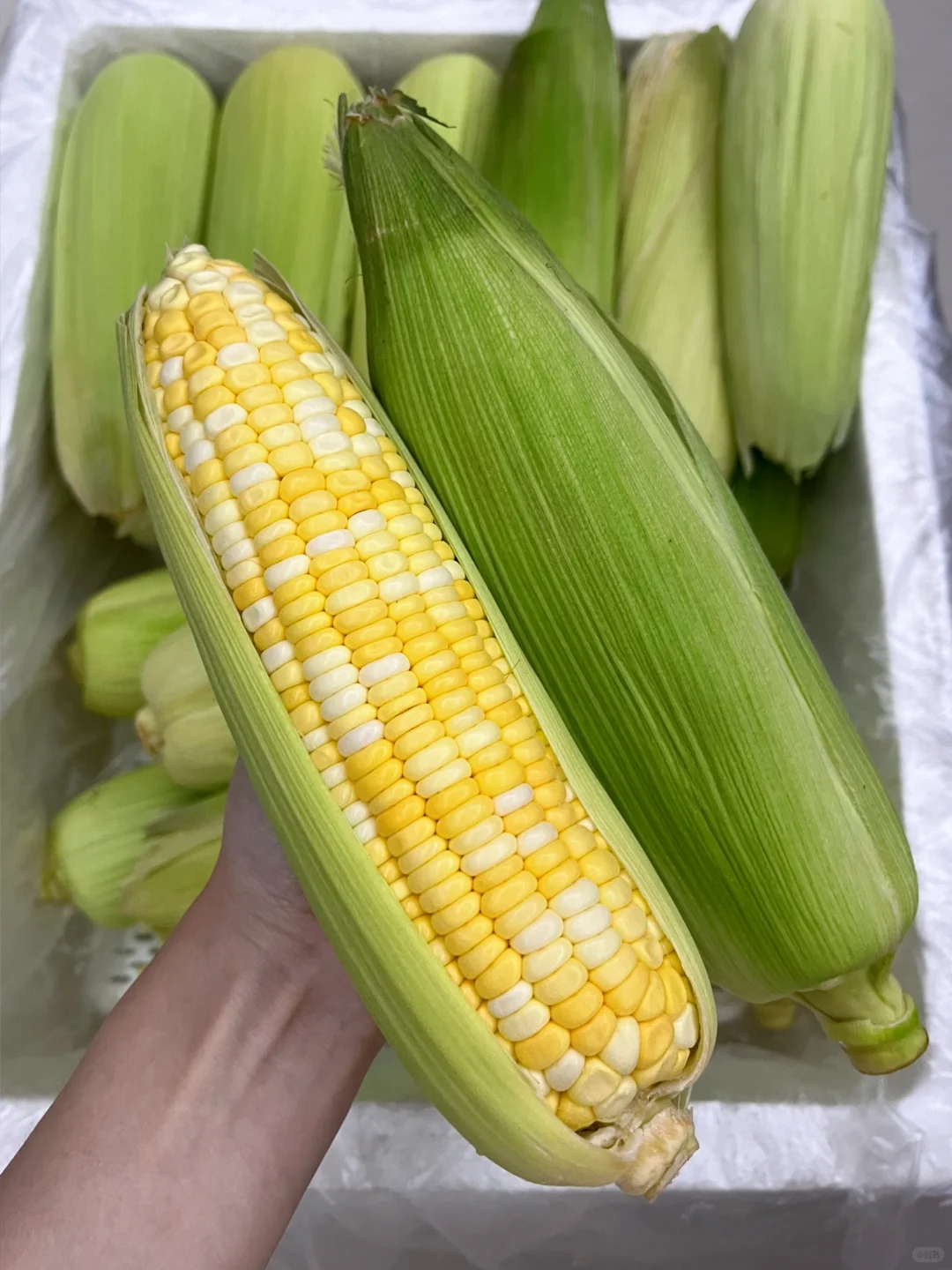 玉米今年滞销了??爸妈让我来卖…便宜出了