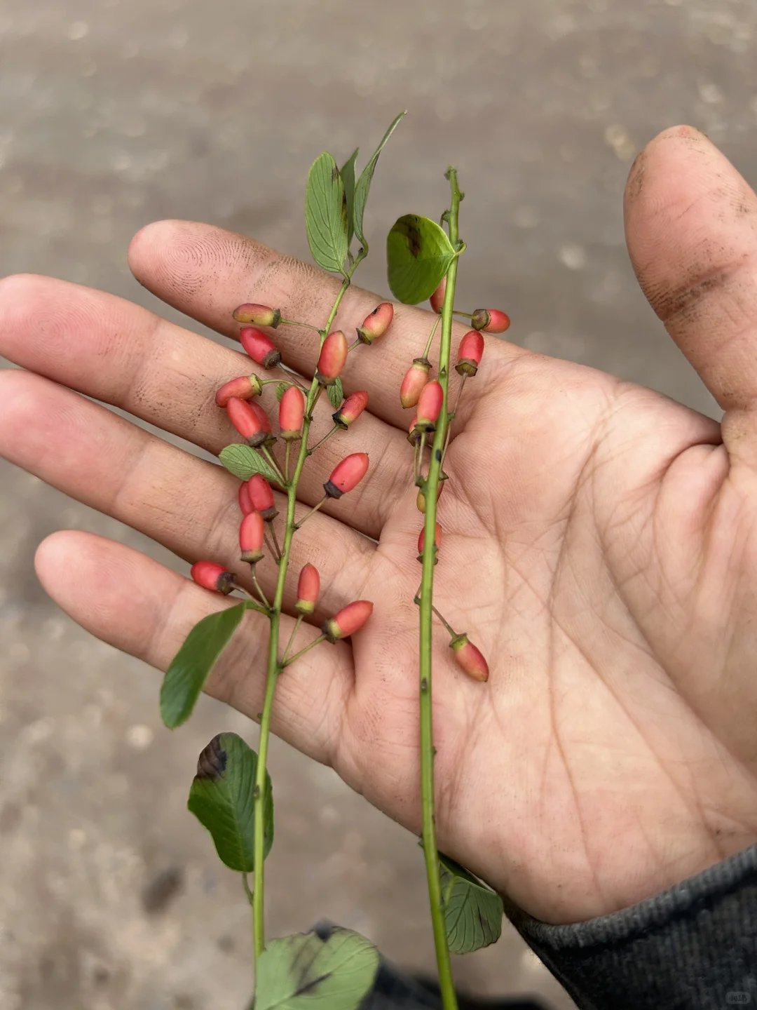 林业人出差日常