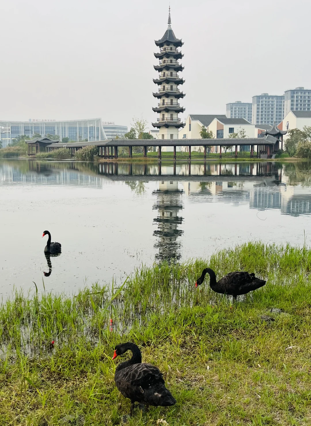 大学图书馆湖边的黑天鹅?
