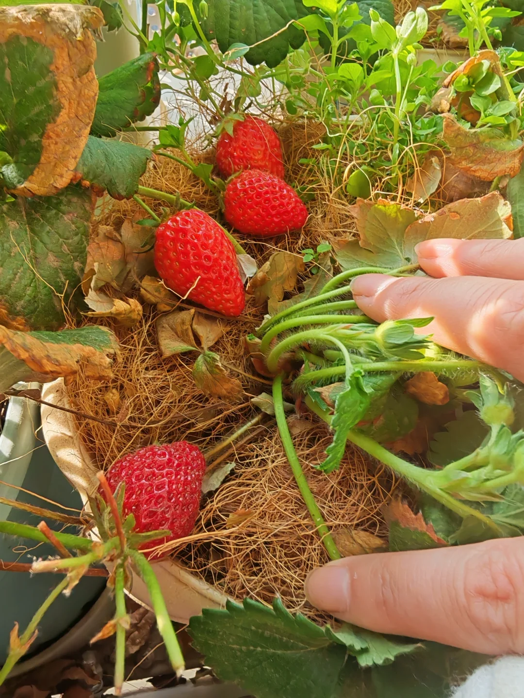 小阳台吃果自由