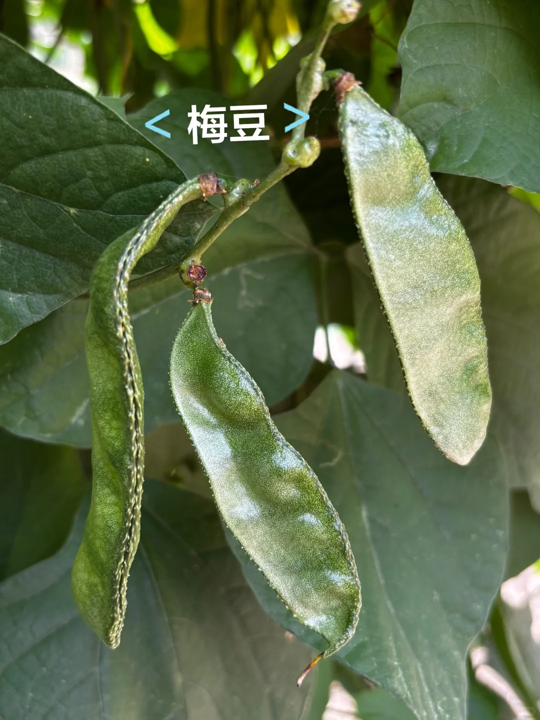 十一是丰收的季节-乡下欢乐多