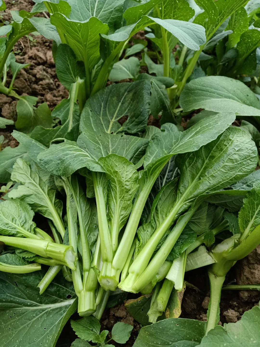 老法子种出的天然味道