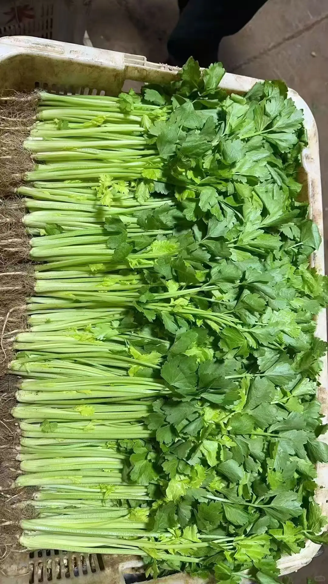 2025年12月2日穗虔优农蔬菜批发价格