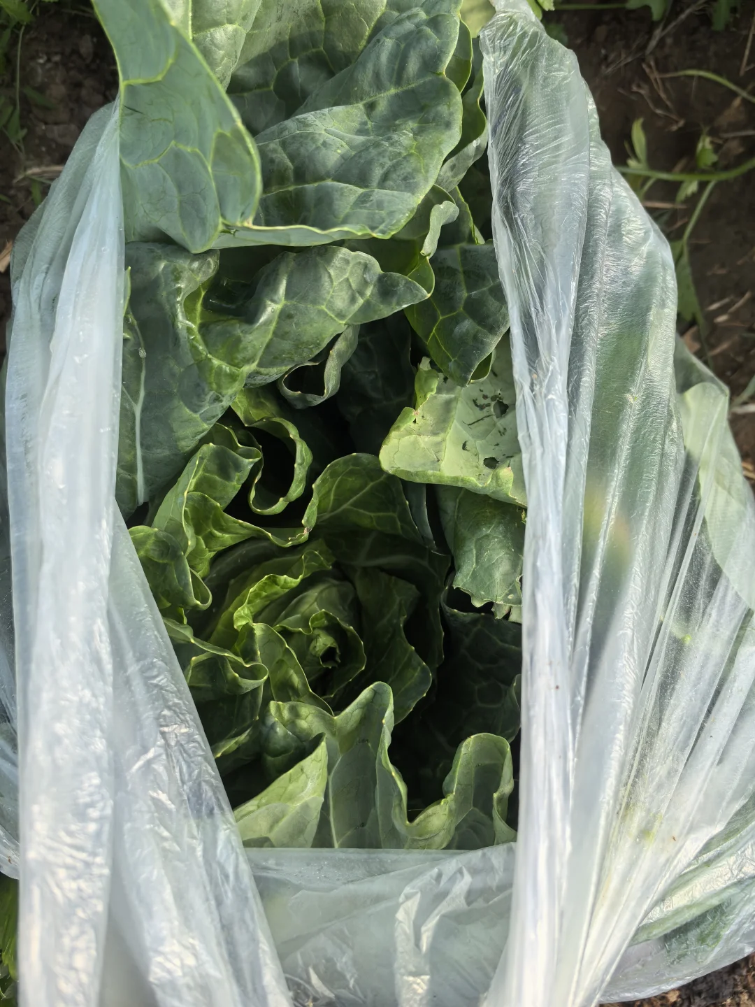 摘菜摘菜，每天现摘现发的蔬菜