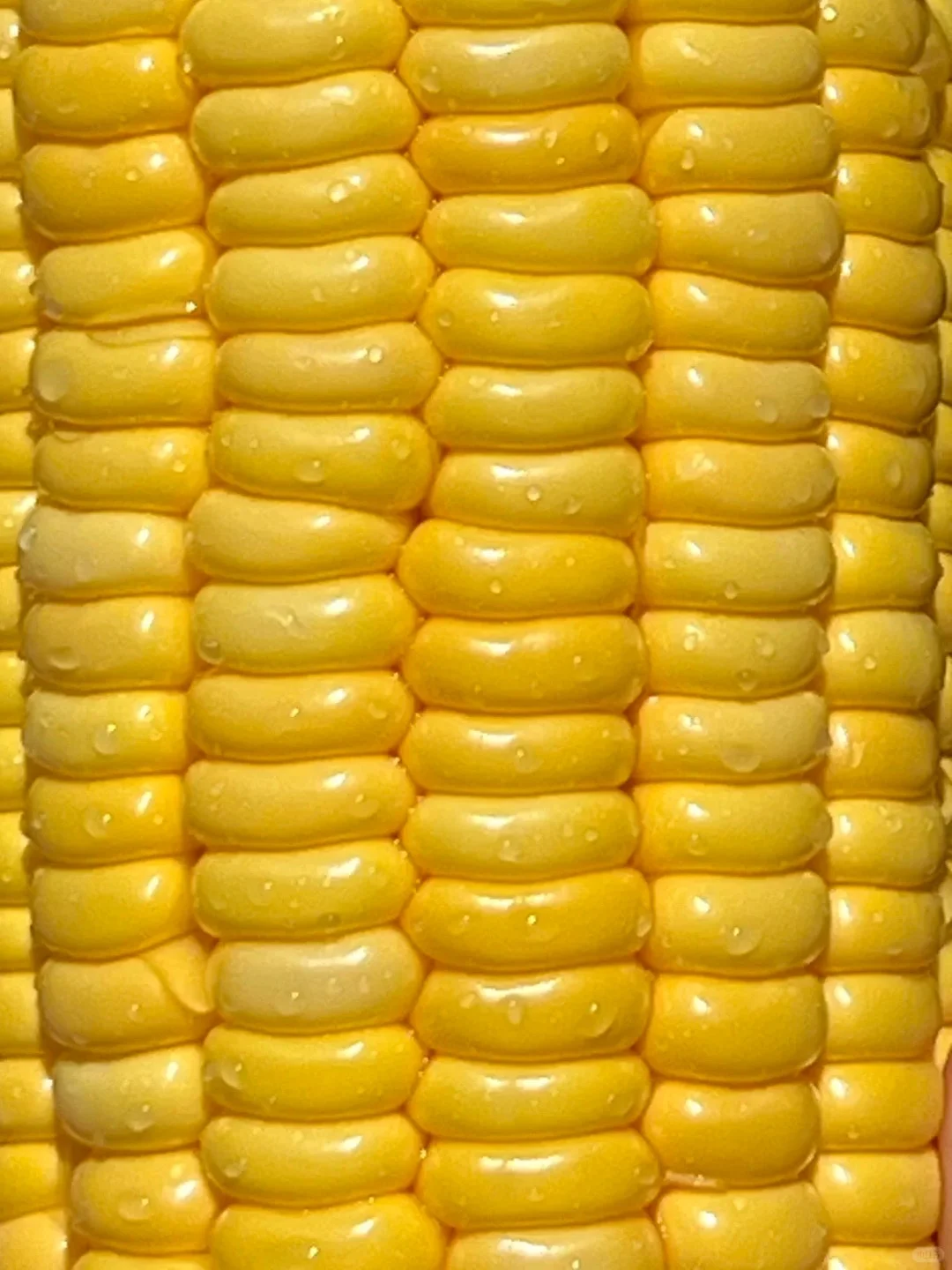 现采现摘的水果玉米?9.8三斤❗️不甜包赔