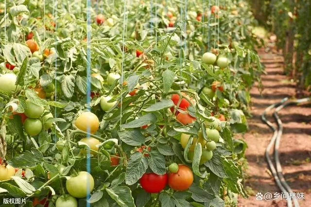 夏日的丰饶，当季农产品大赏