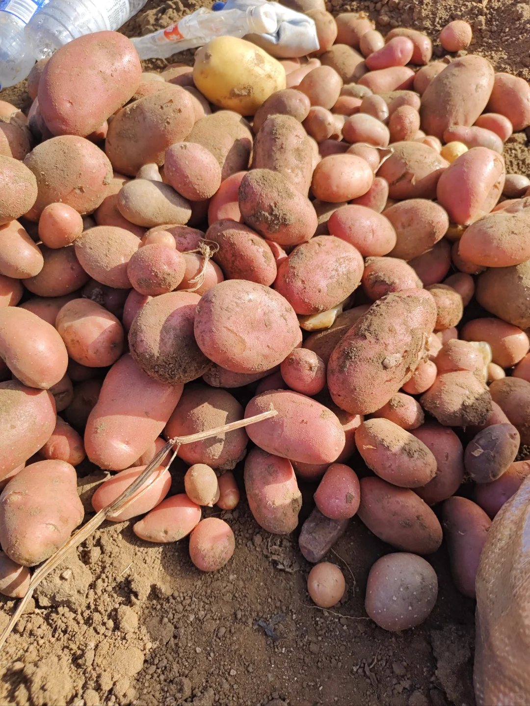 ?国庆节我加入了挖土豆大军