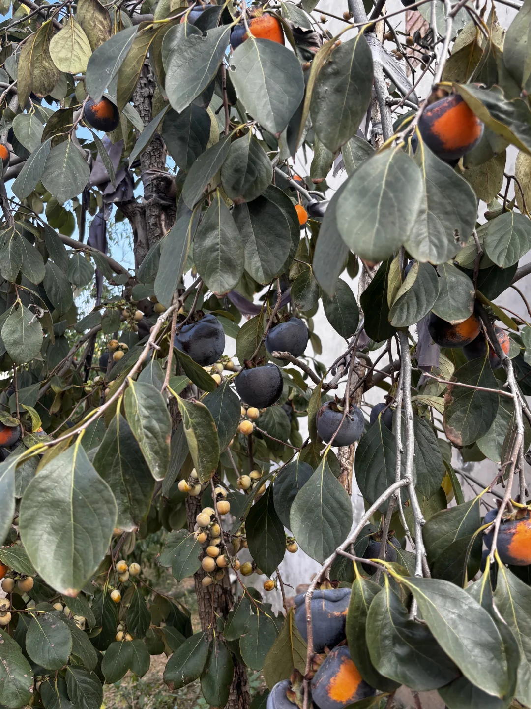 十一是丰收的季节-乡下欢乐多