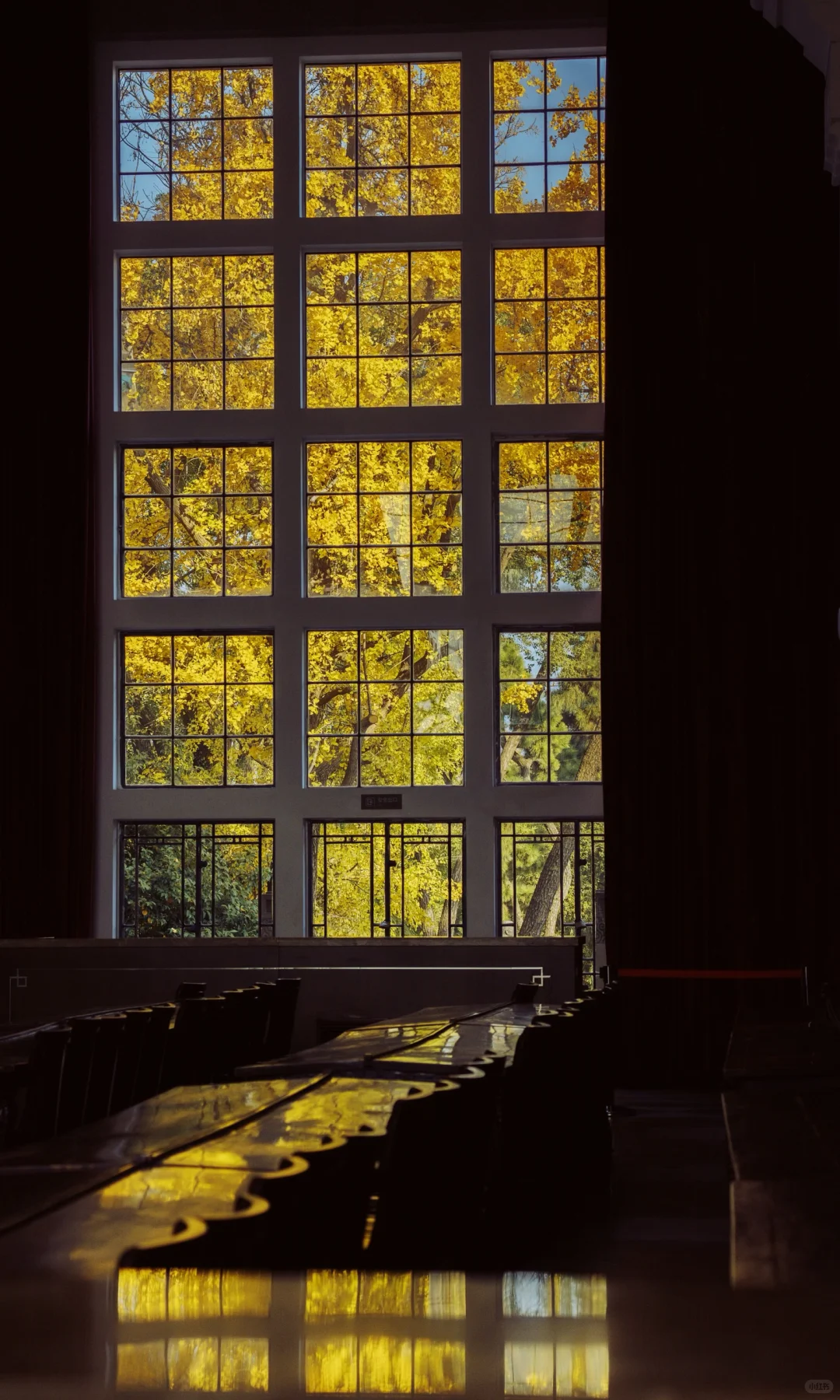 武汉大学银杏之窗