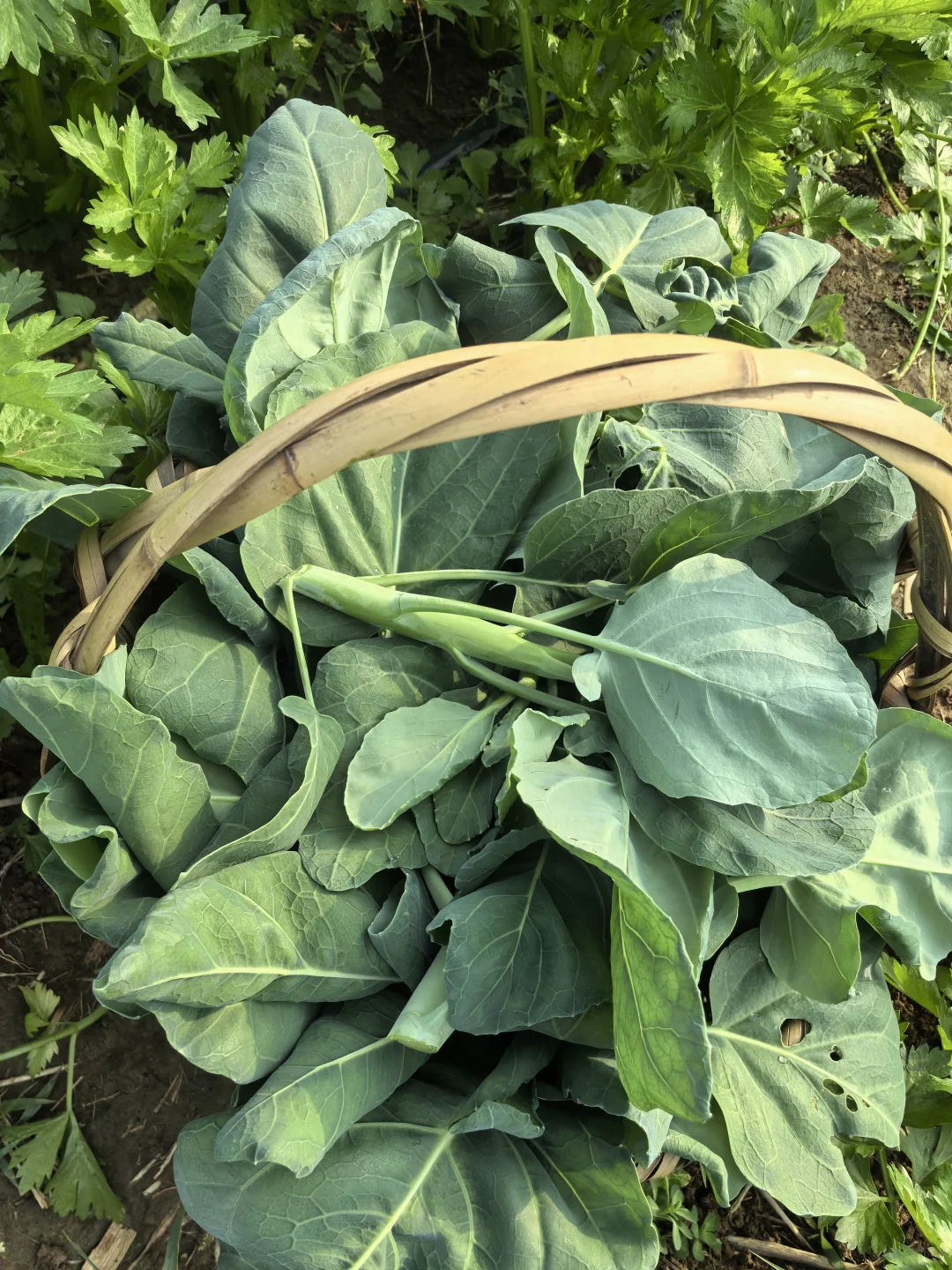 摘菜摘菜，每天现摘现发的蔬菜