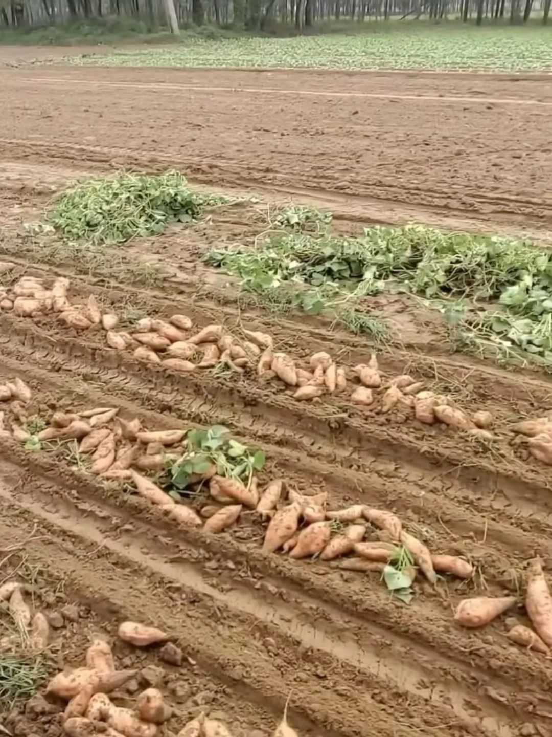 仓中红薯怕坏！三斤才9.9！爸妈催⏰