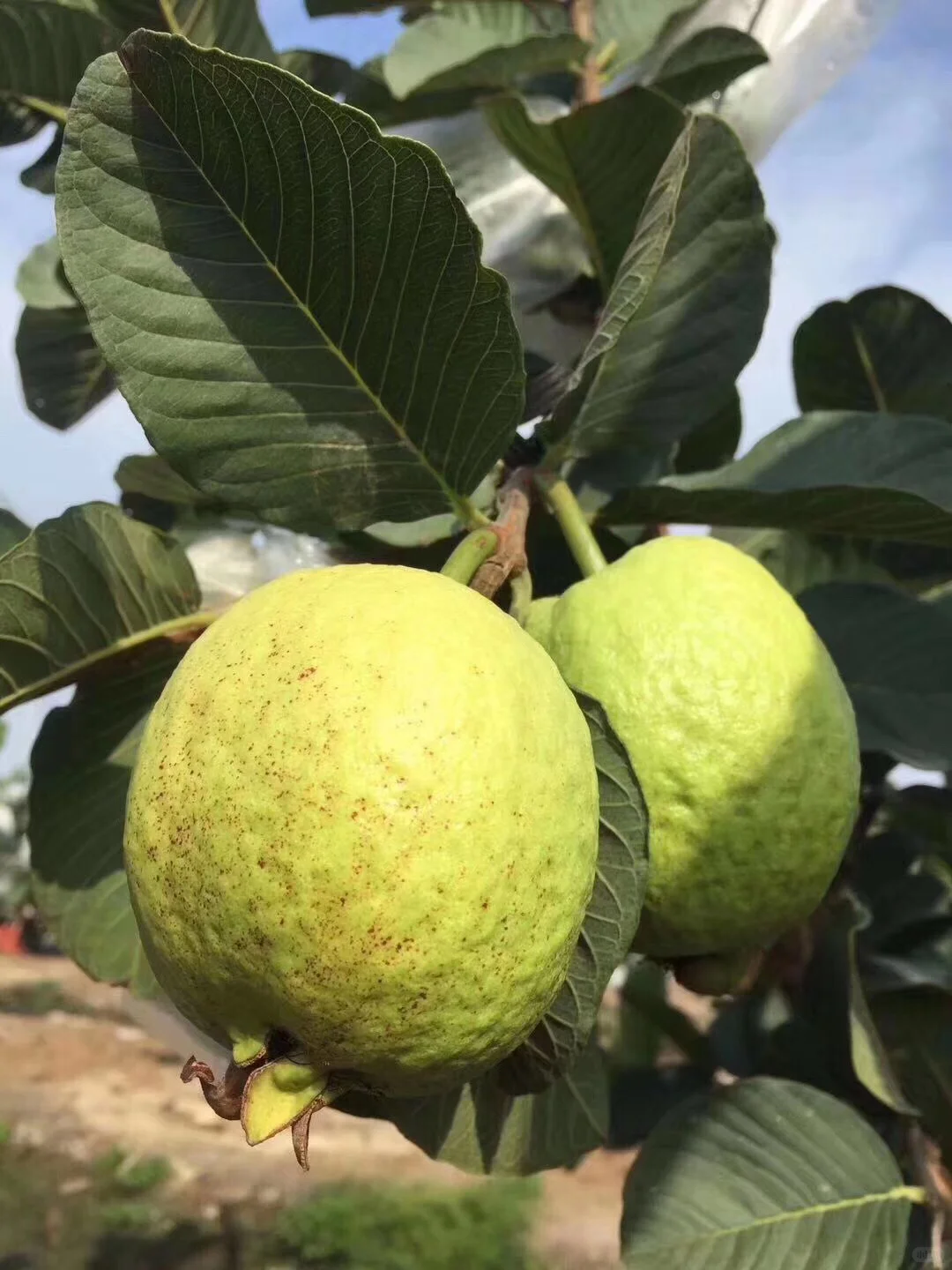 农村生活#认识水果