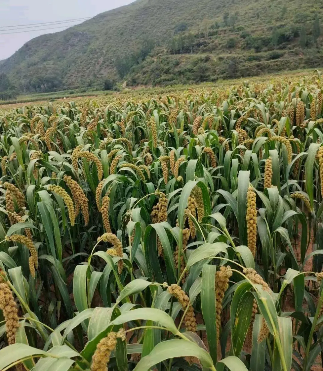 坻坞为何适合种植小米？