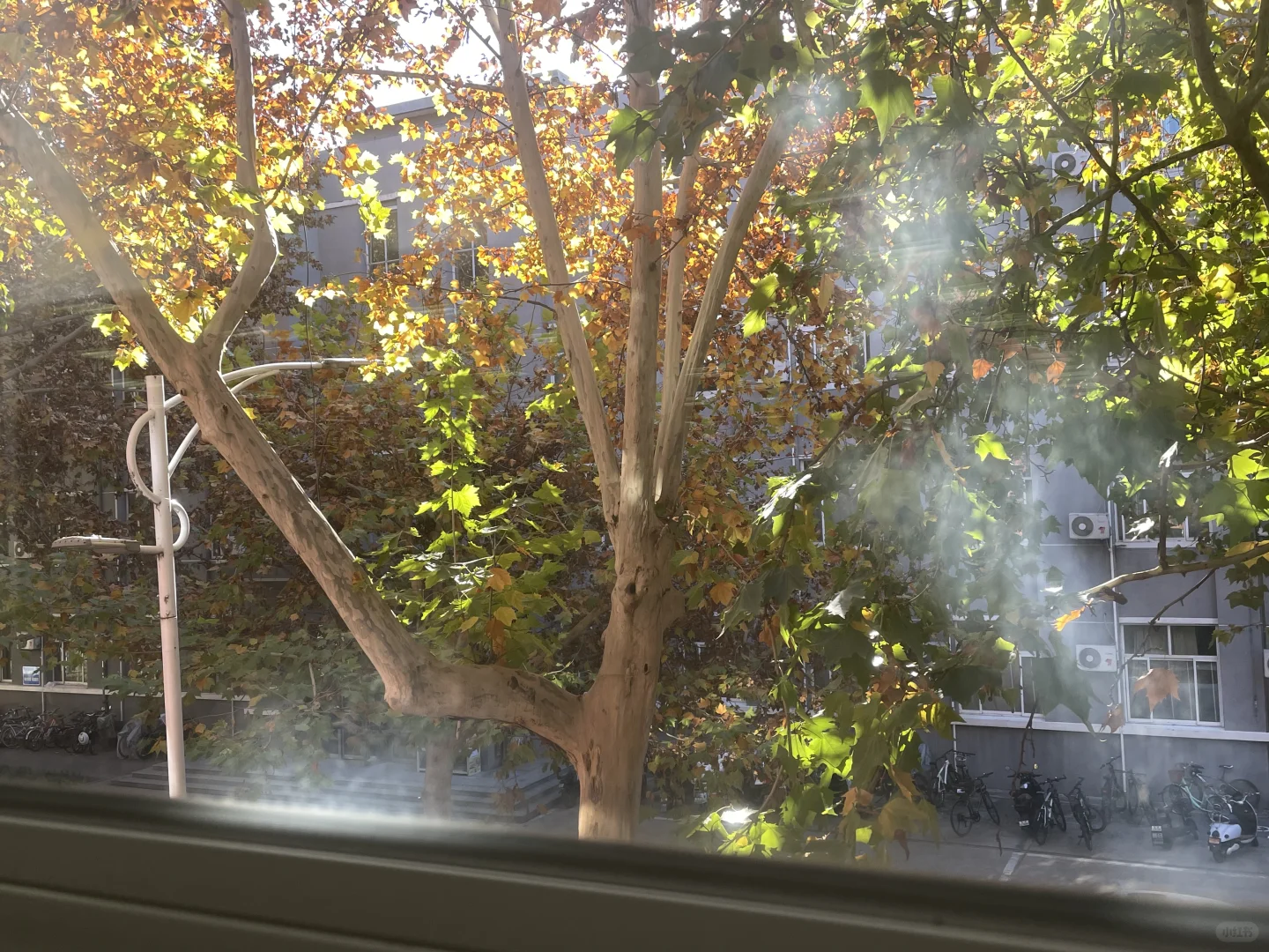 大四那年秋天（二）