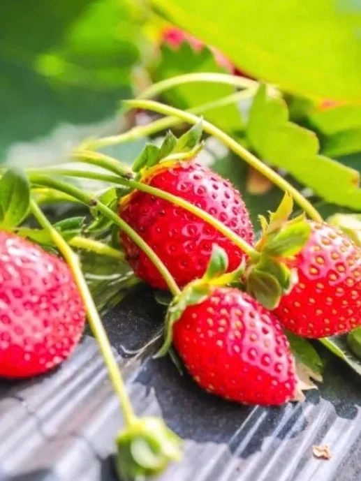 农场主日常采摘｜开始期待春天到来了❗️