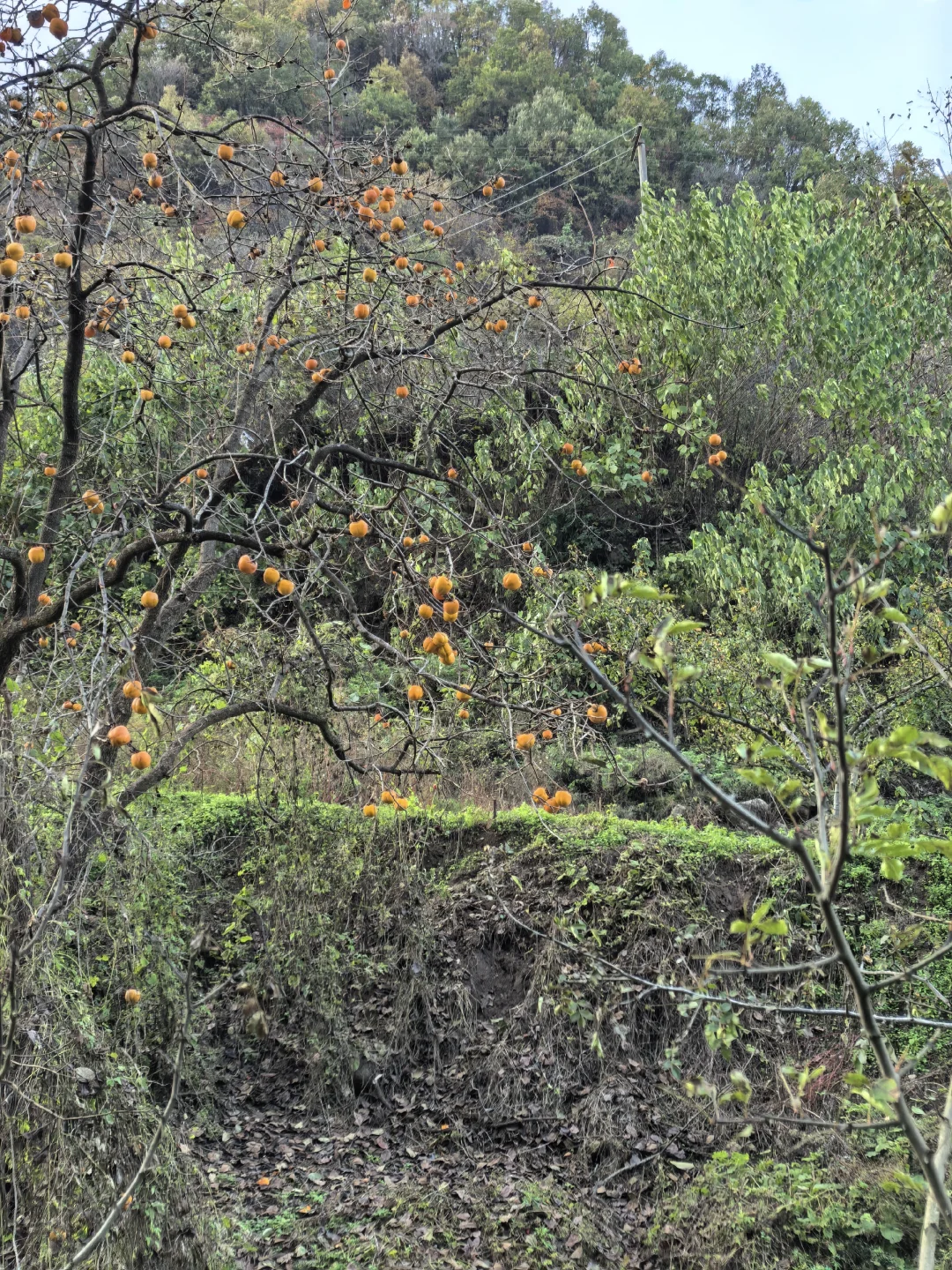 省管林场真职员重磅发文，打破谣言！