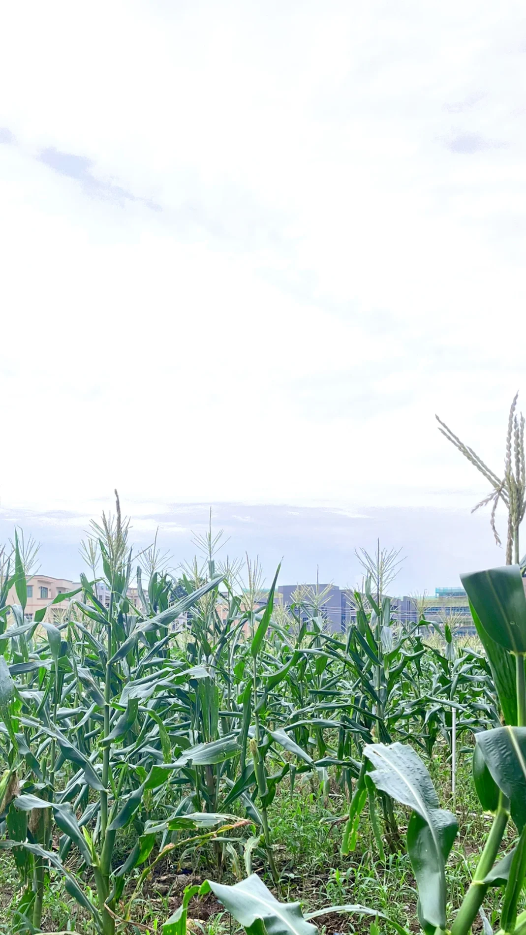 玉米今年滞销了?爸妈让我来…??便宜卖了