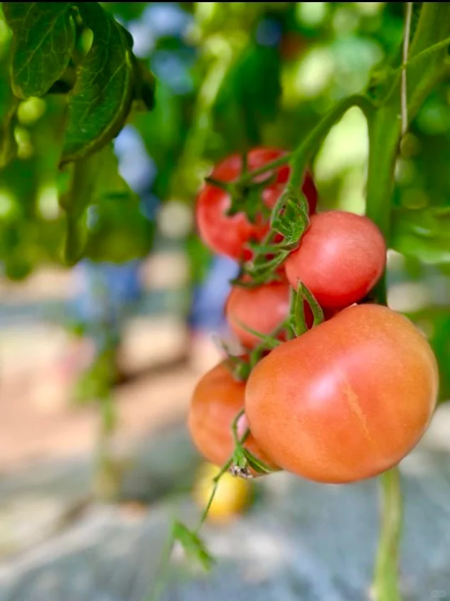 农场主日常采摘｜开始期待春天到来了❗️