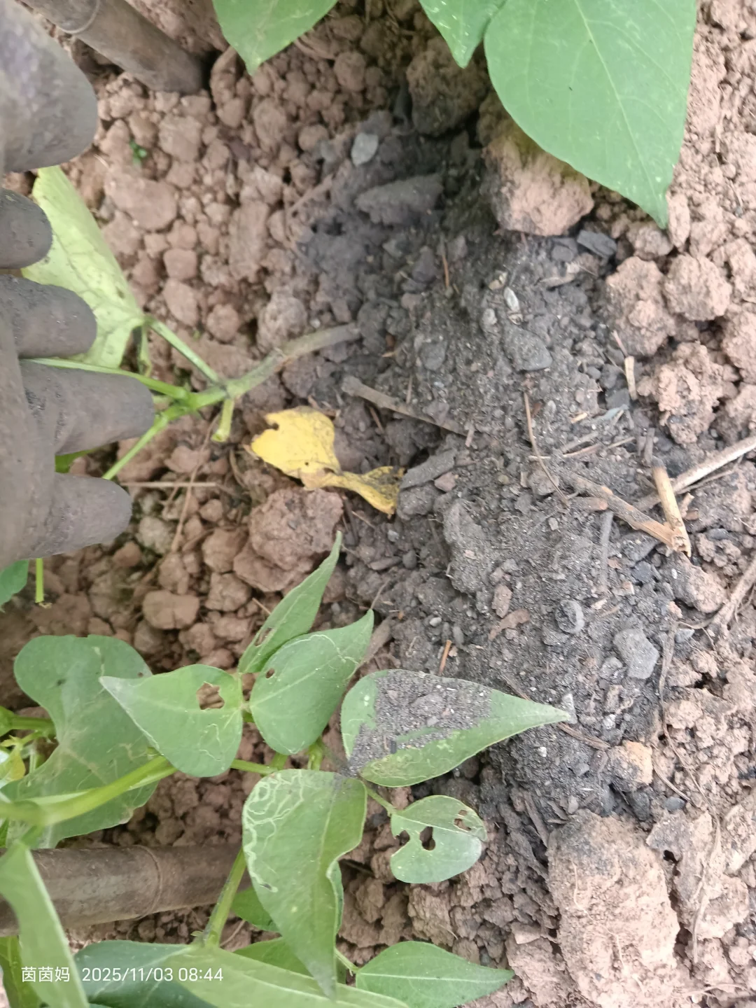 老法子种出的天然味道