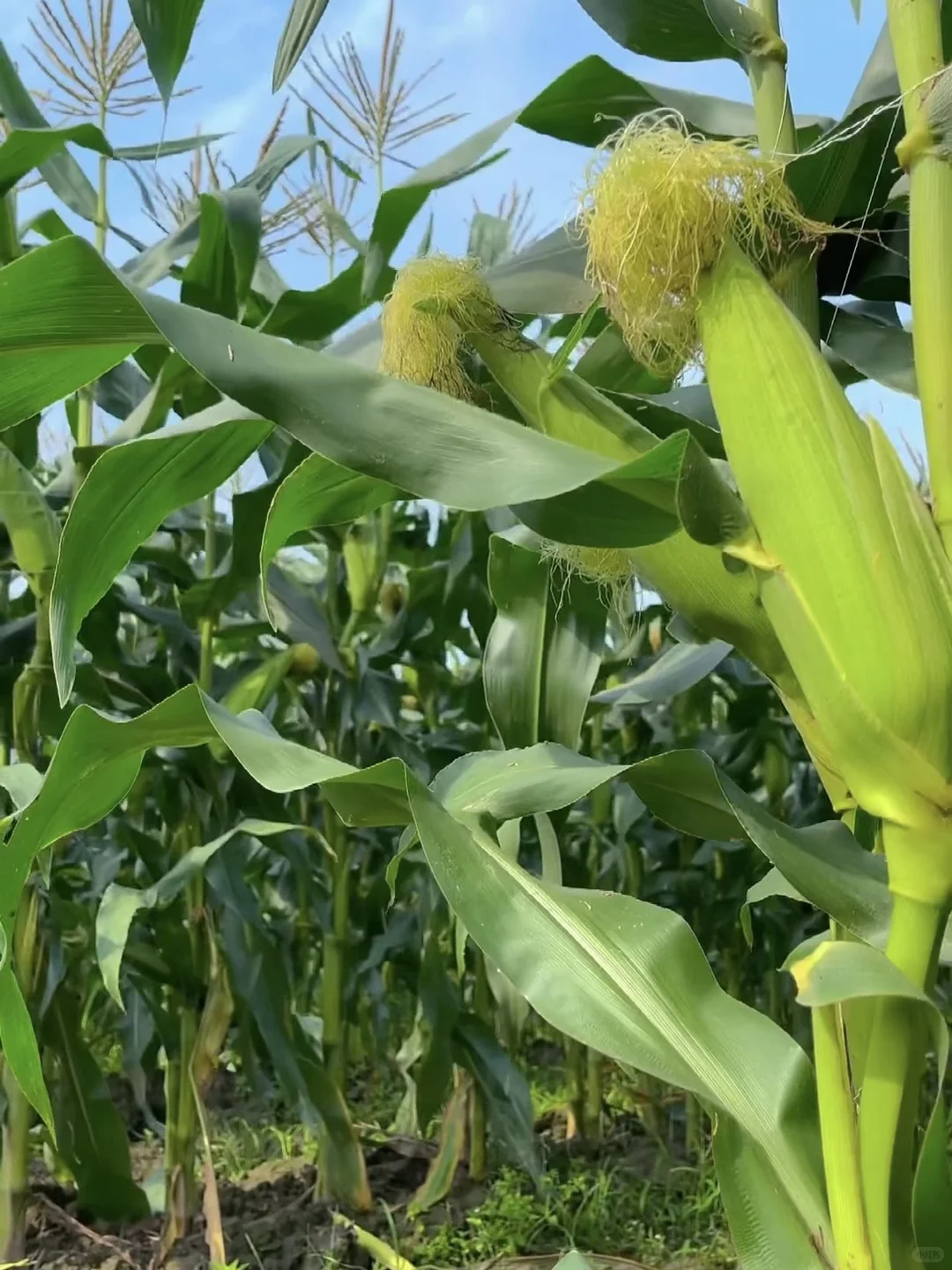 原产地现摘现发?的水果玉米?五斤才13.9?