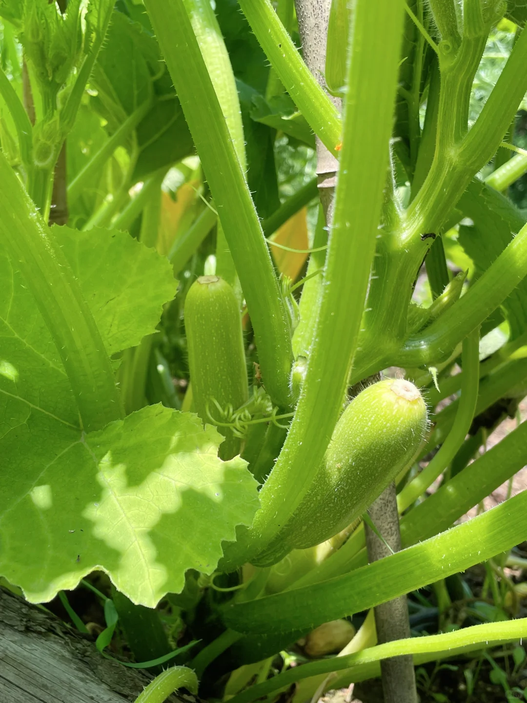 在大大的园子里面种呀种呀种！