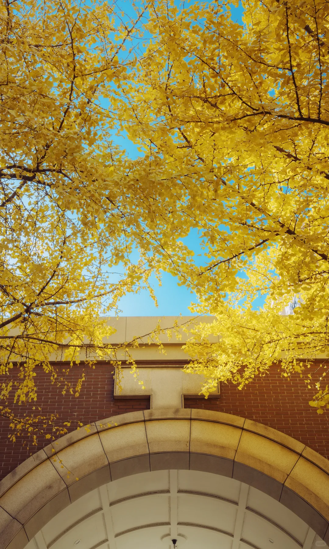 武汉大学银杏之窗