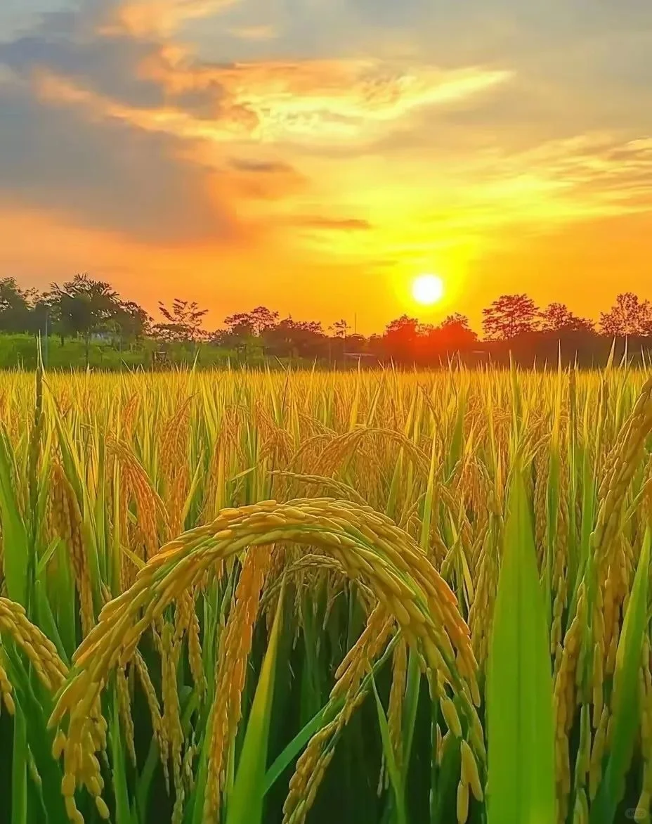 金秋稻浪，丰收在望