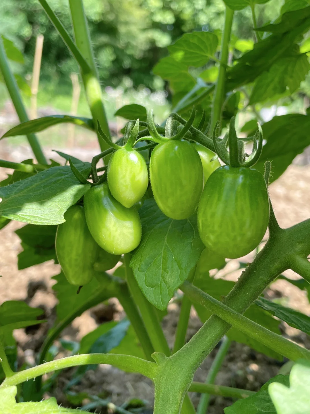 在大大的园子里面种呀种呀种！