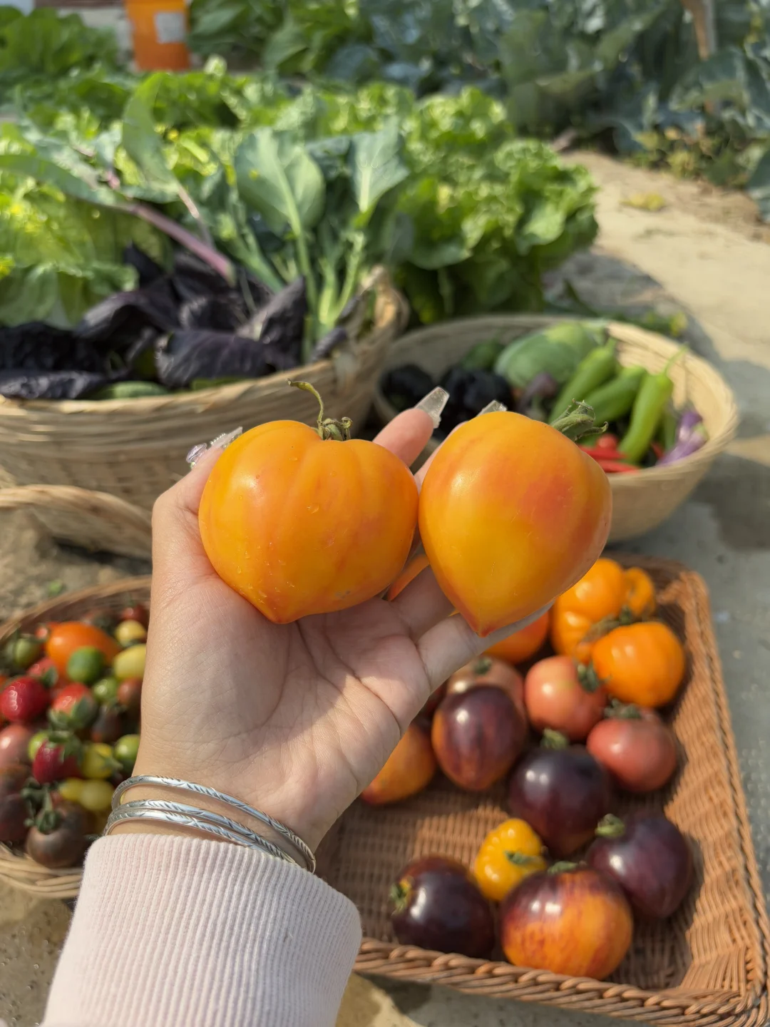 冬天也能收获的满满的蔬果