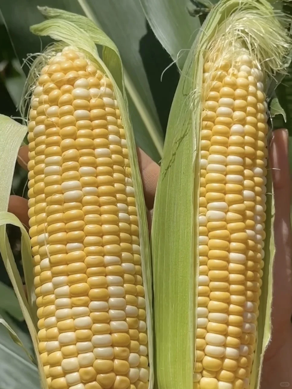 现采现摘的水果玉米?9.8三斤❗️不甜包赔