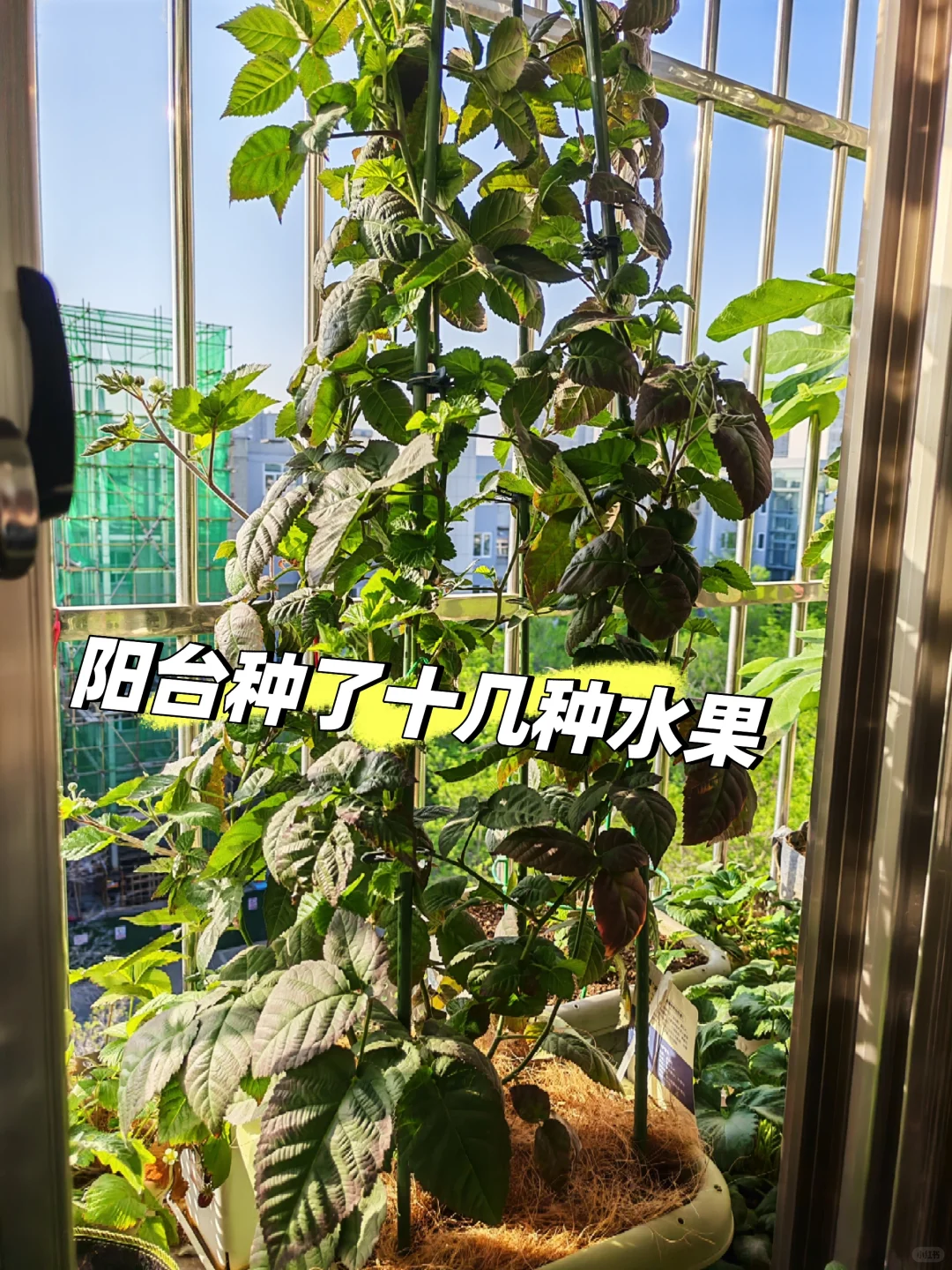 小阳台吃果自由