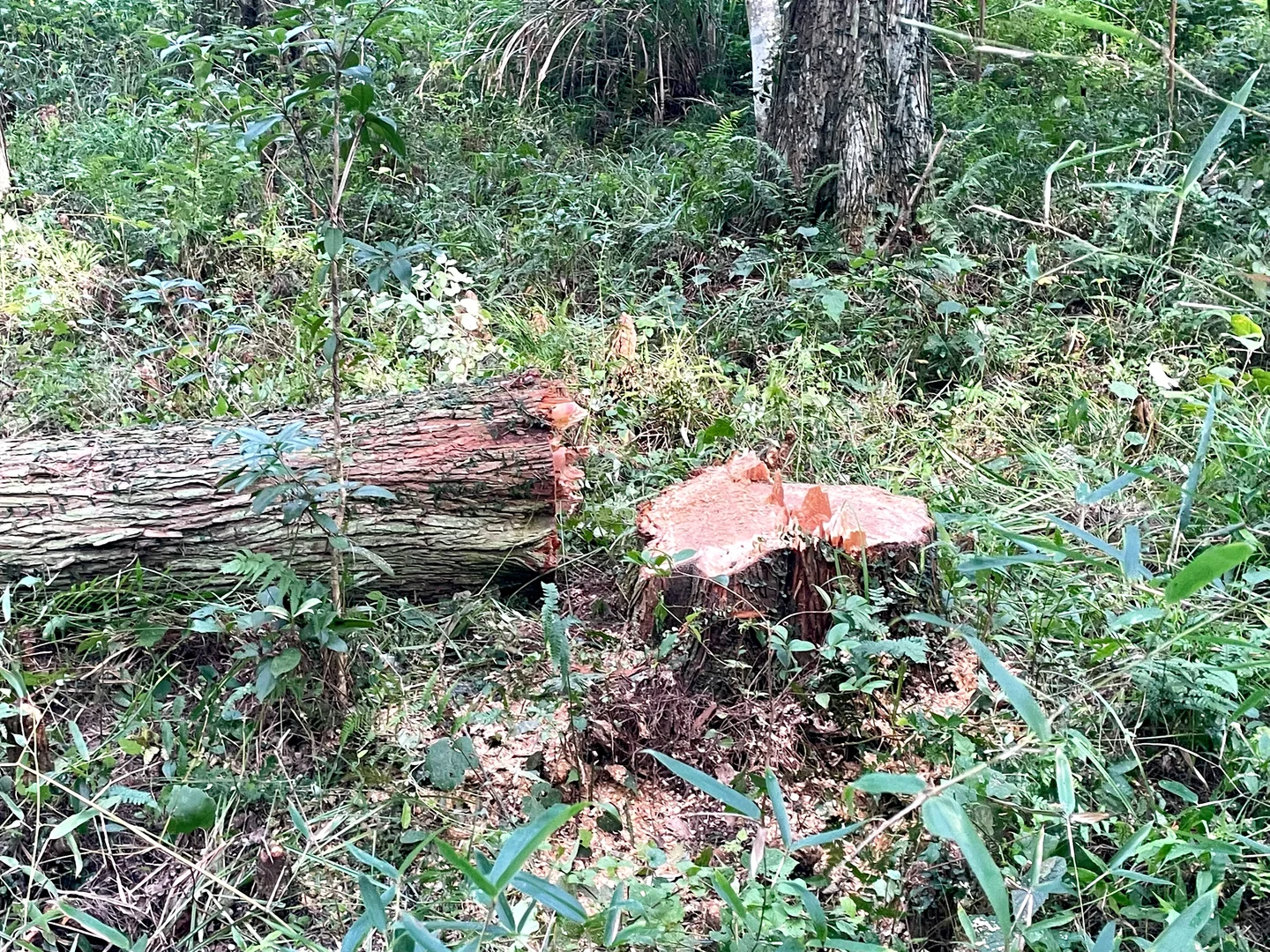 林学实习|Day8 砍树