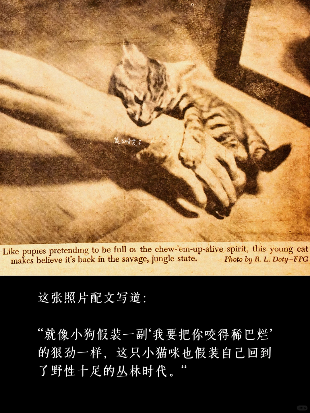 上世纪的「猫猫照相馆」?可爱到心都萌化了?