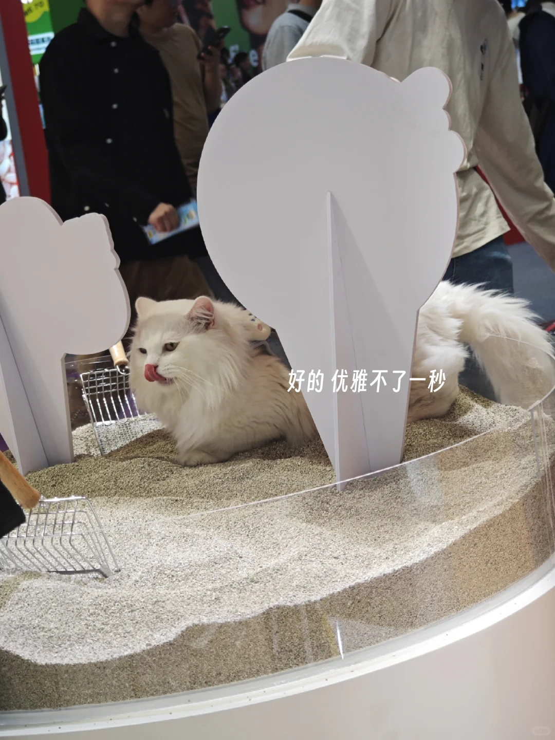 深圳兼职记录（64）| 纸尿裤主理人