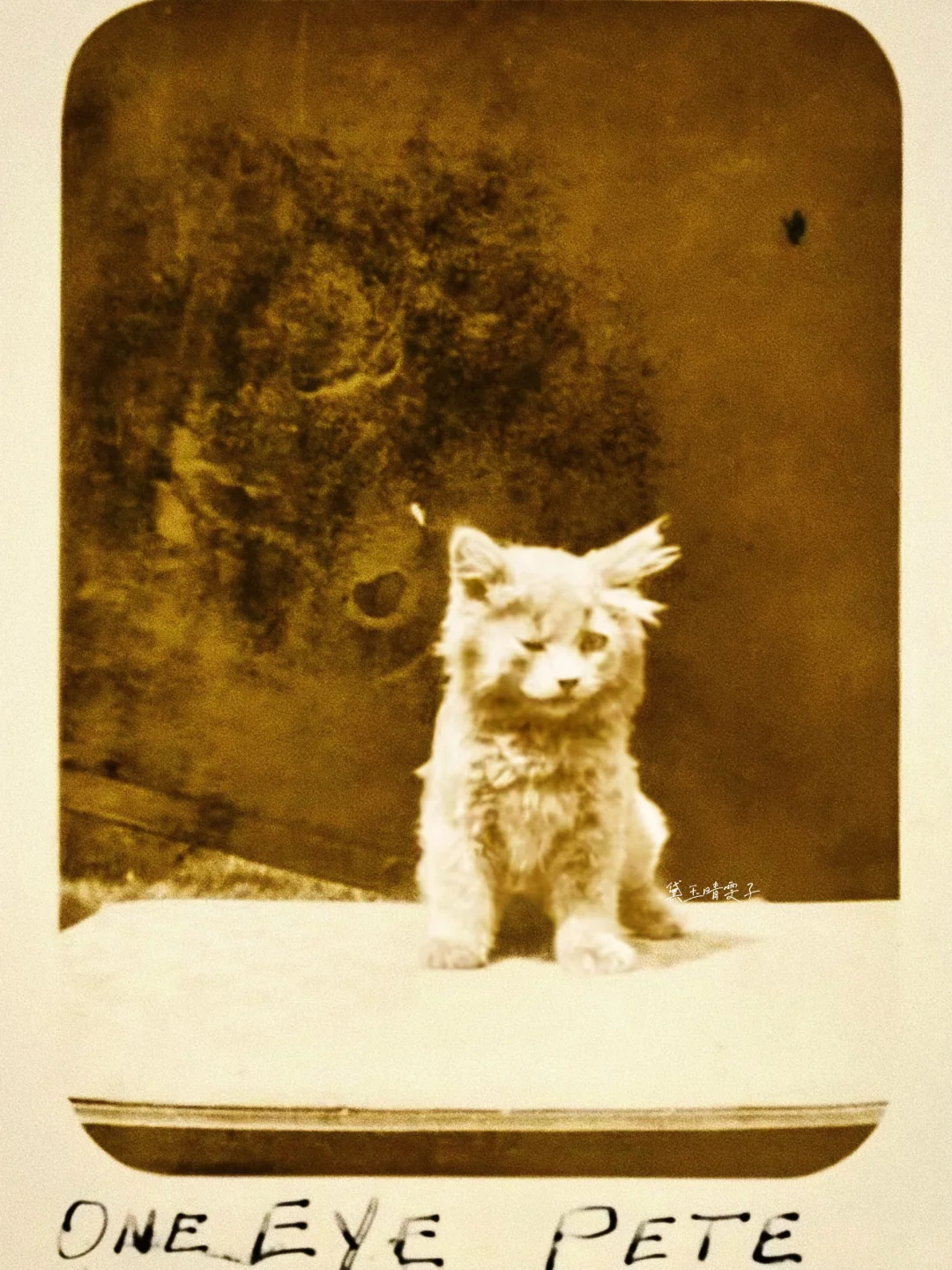 上世纪的「猫猫照相馆」?可爱到心都萌化了?