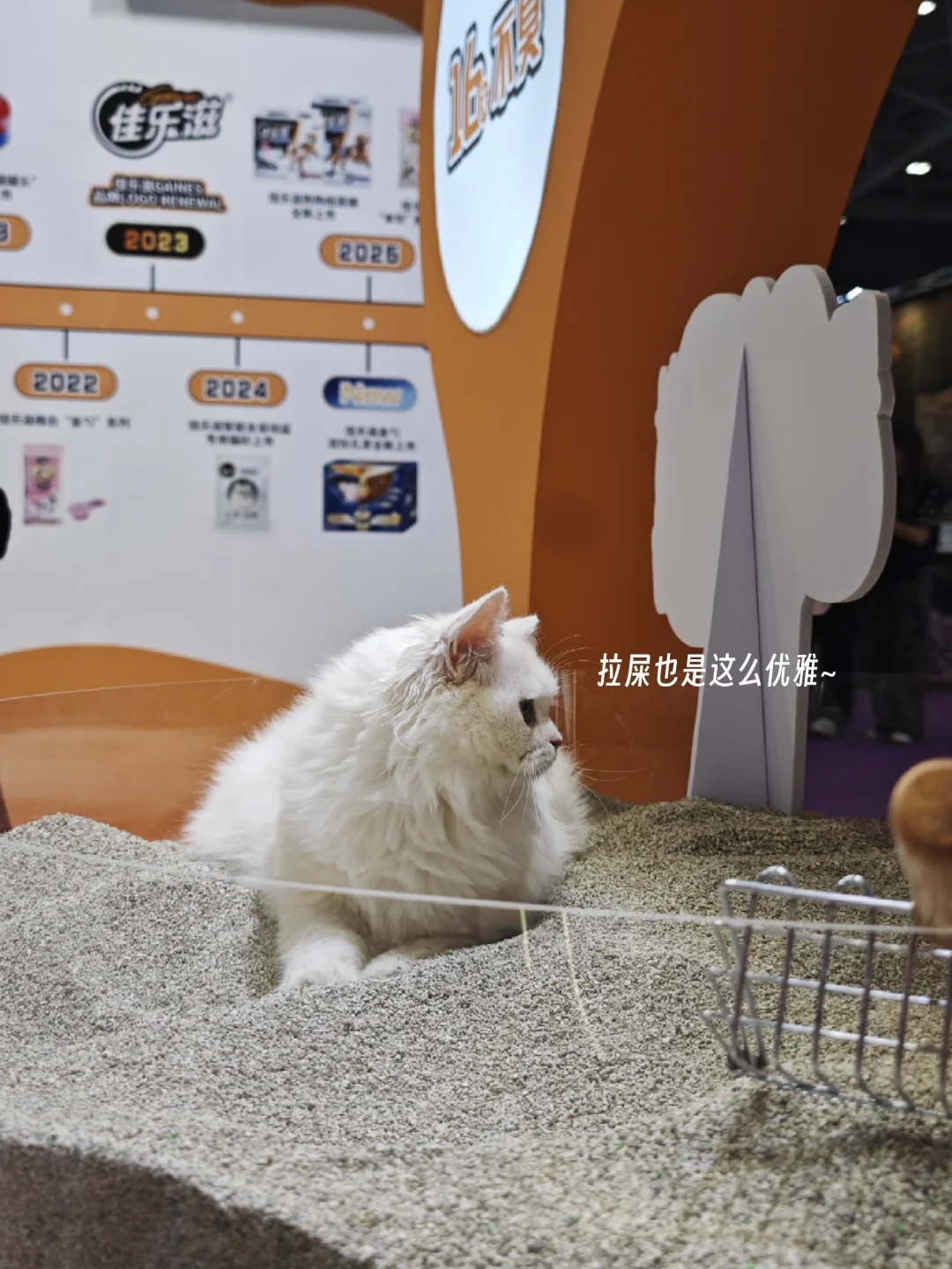 深圳兼职记录（64）| 纸尿裤主理人