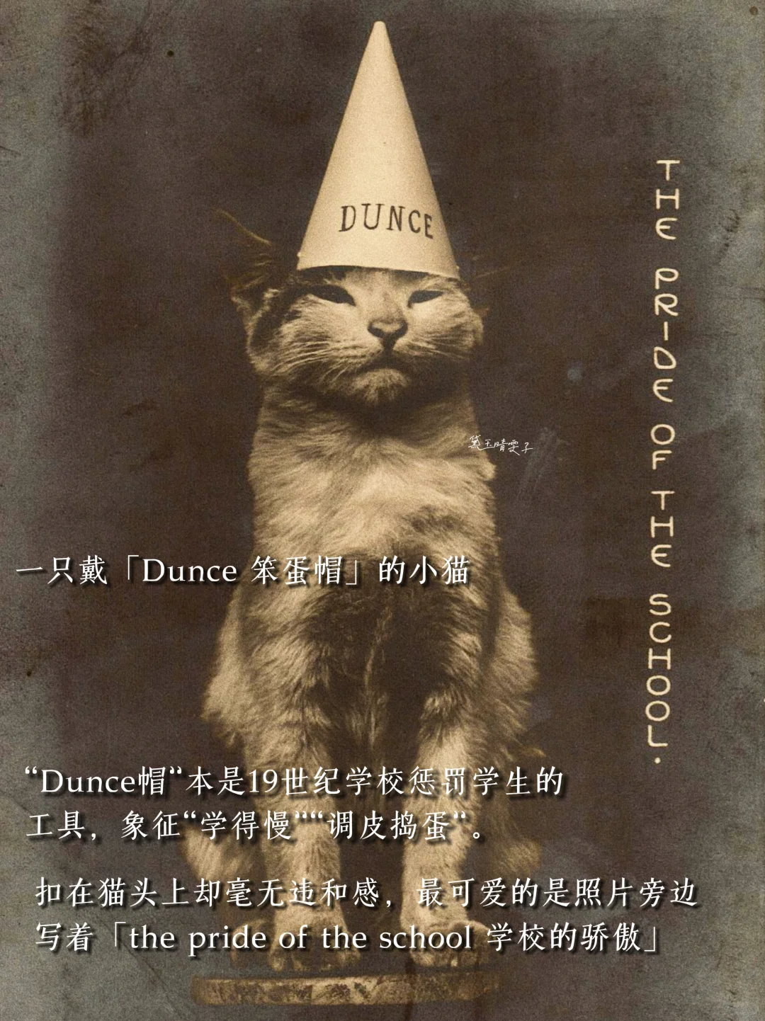 上世纪的「猫猫照相馆」?可爱到心都萌化了?