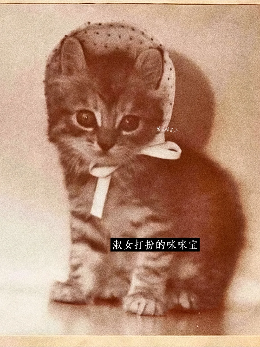 上世纪的「猫猫照相馆」?可爱到心都萌化了?