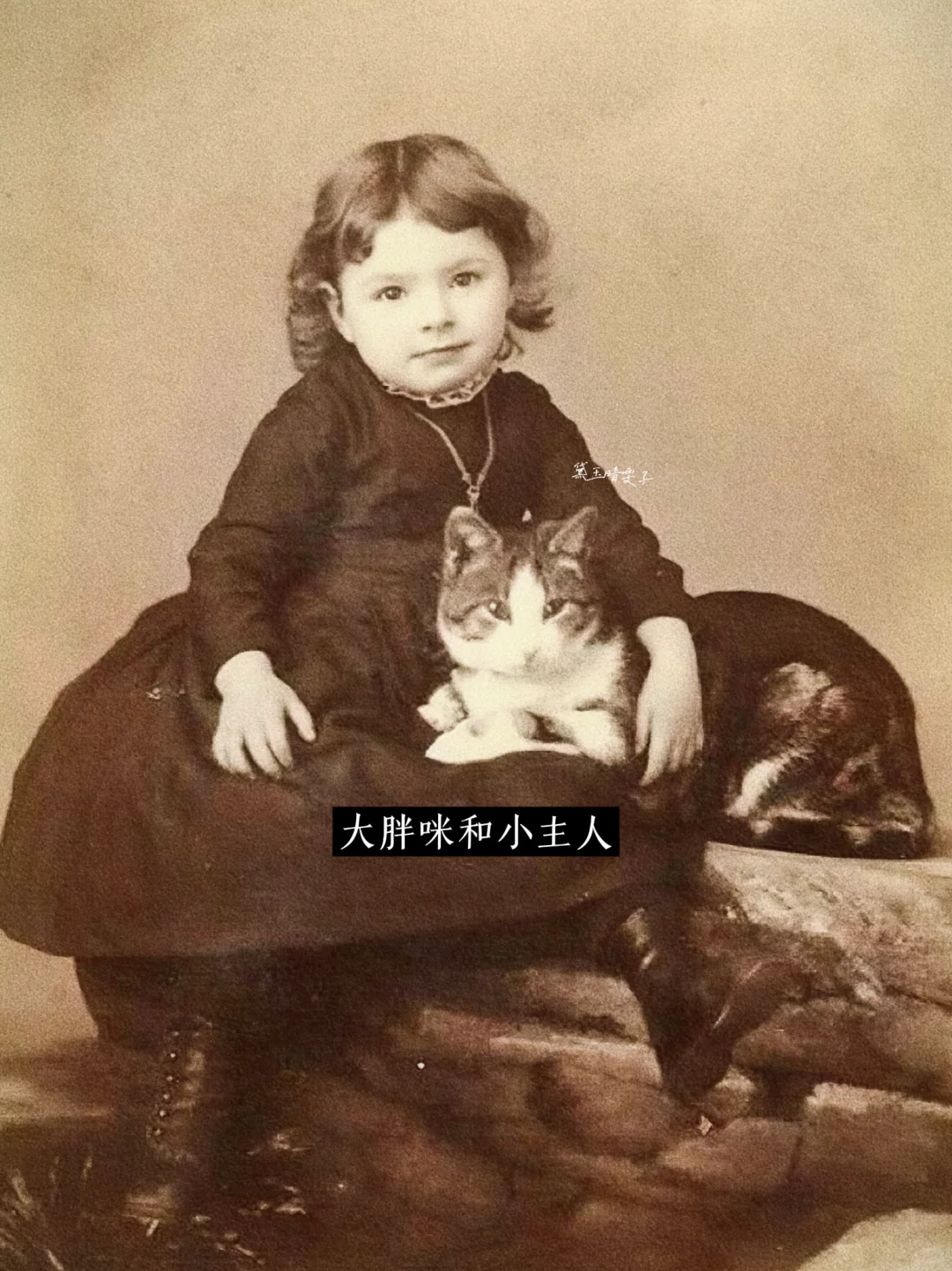 上世纪的「猫猫照相馆」?可爱到心都萌化了?