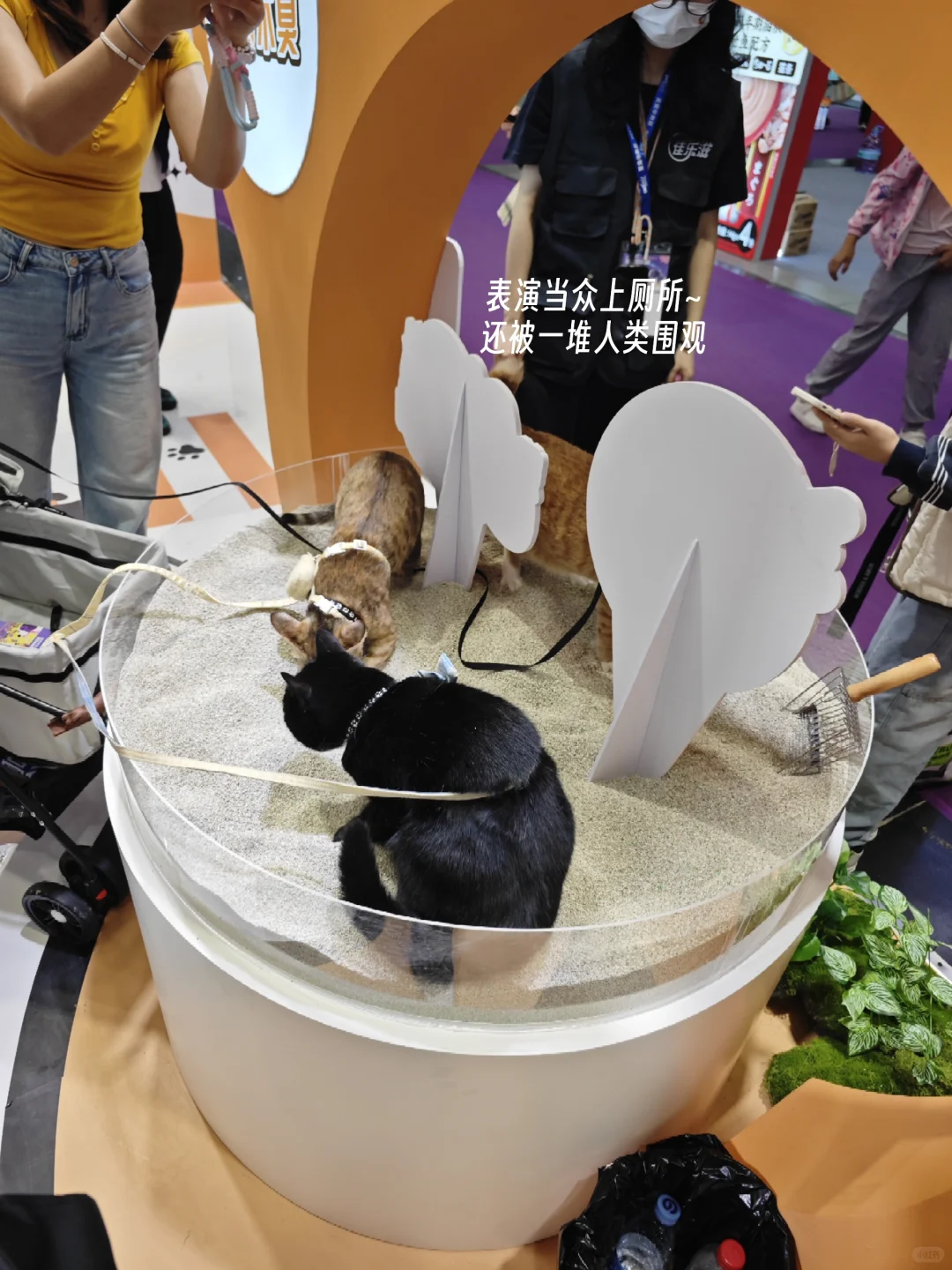 深圳兼职记录（64）| 纸尿裤主理人