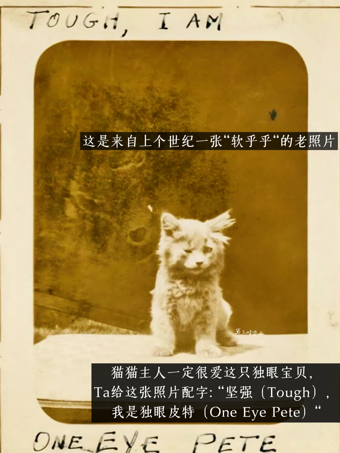 上世纪的「猫猫照相馆」?可爱到心都萌化了?