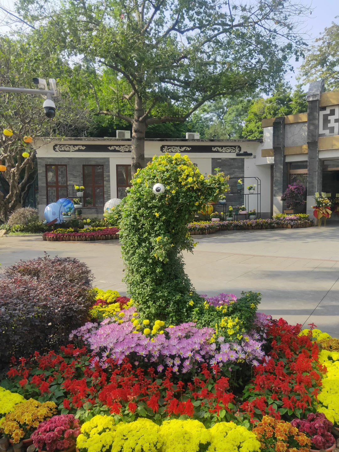 赶上菊展末班车，0元打卡！第66届羊城菊会