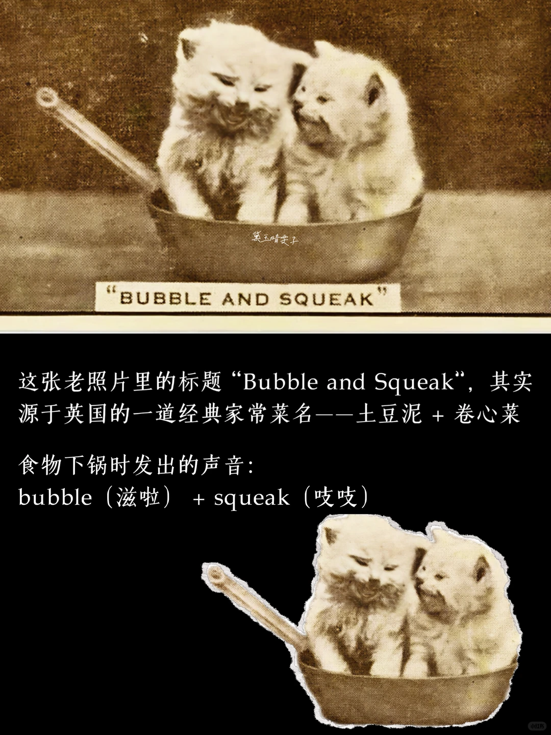 上世纪的「猫猫照相馆」?可爱到心都萌化了?