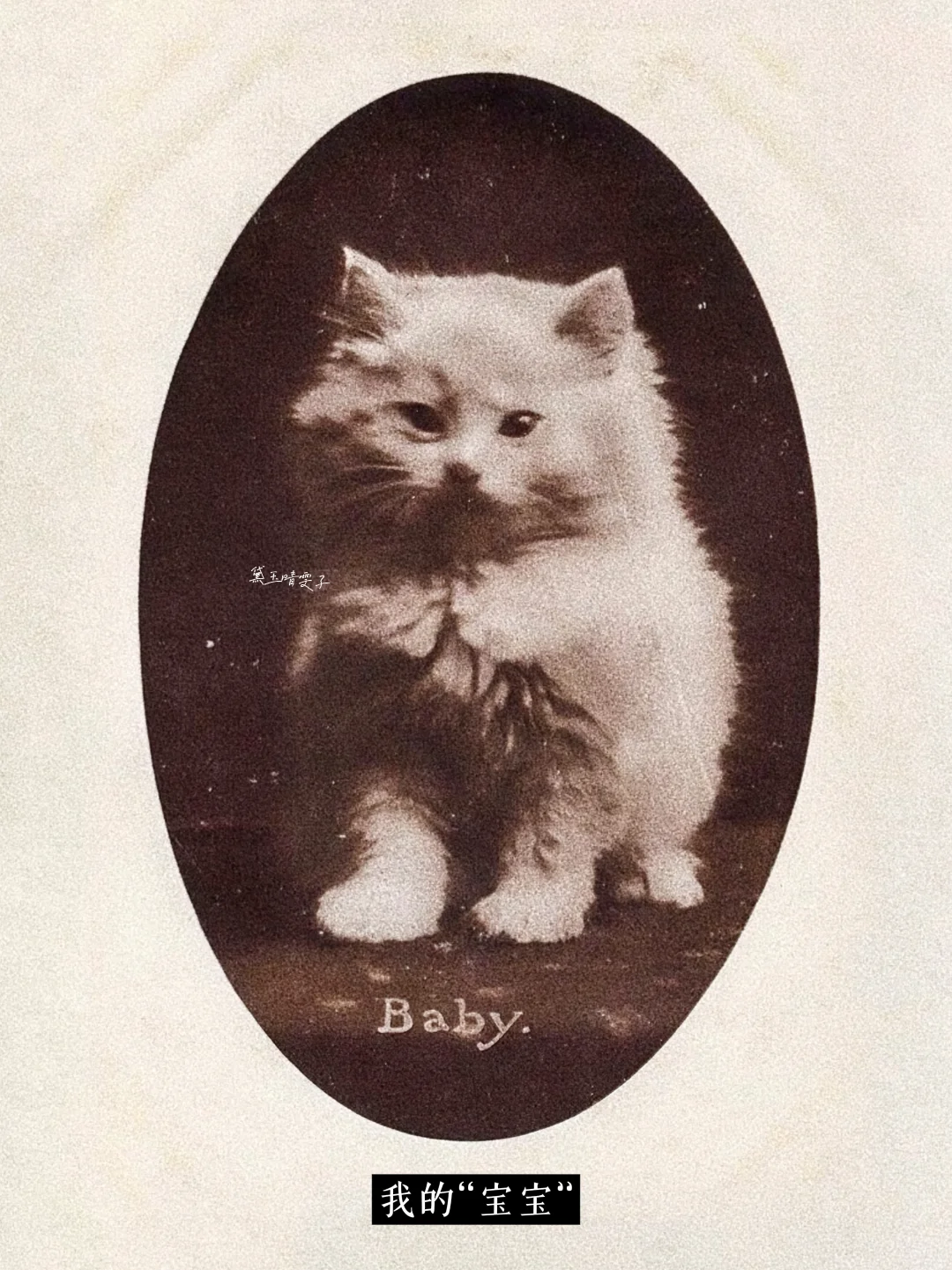 上世纪的「猫猫照相馆」?可爱到心都萌化了?