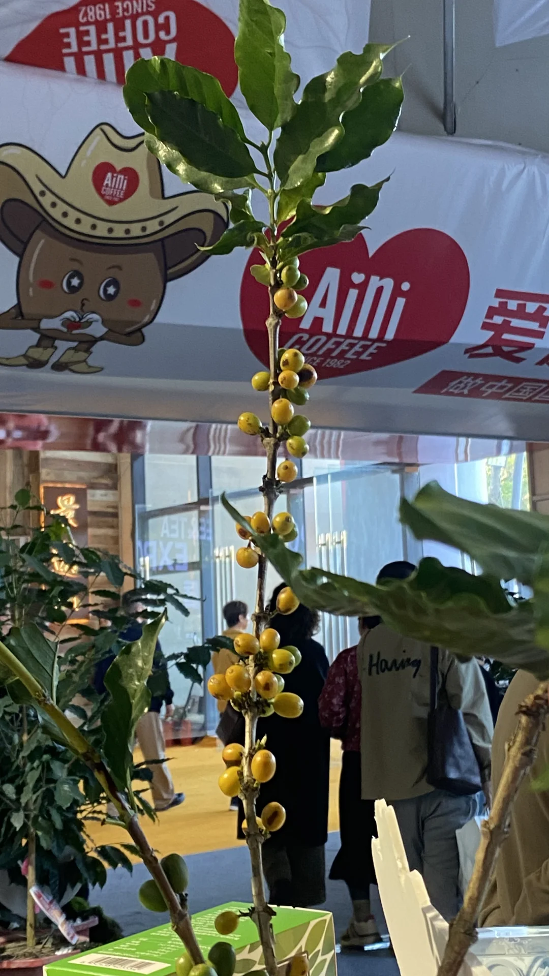 在普洱咖啡展会看见了很多有趣的事物