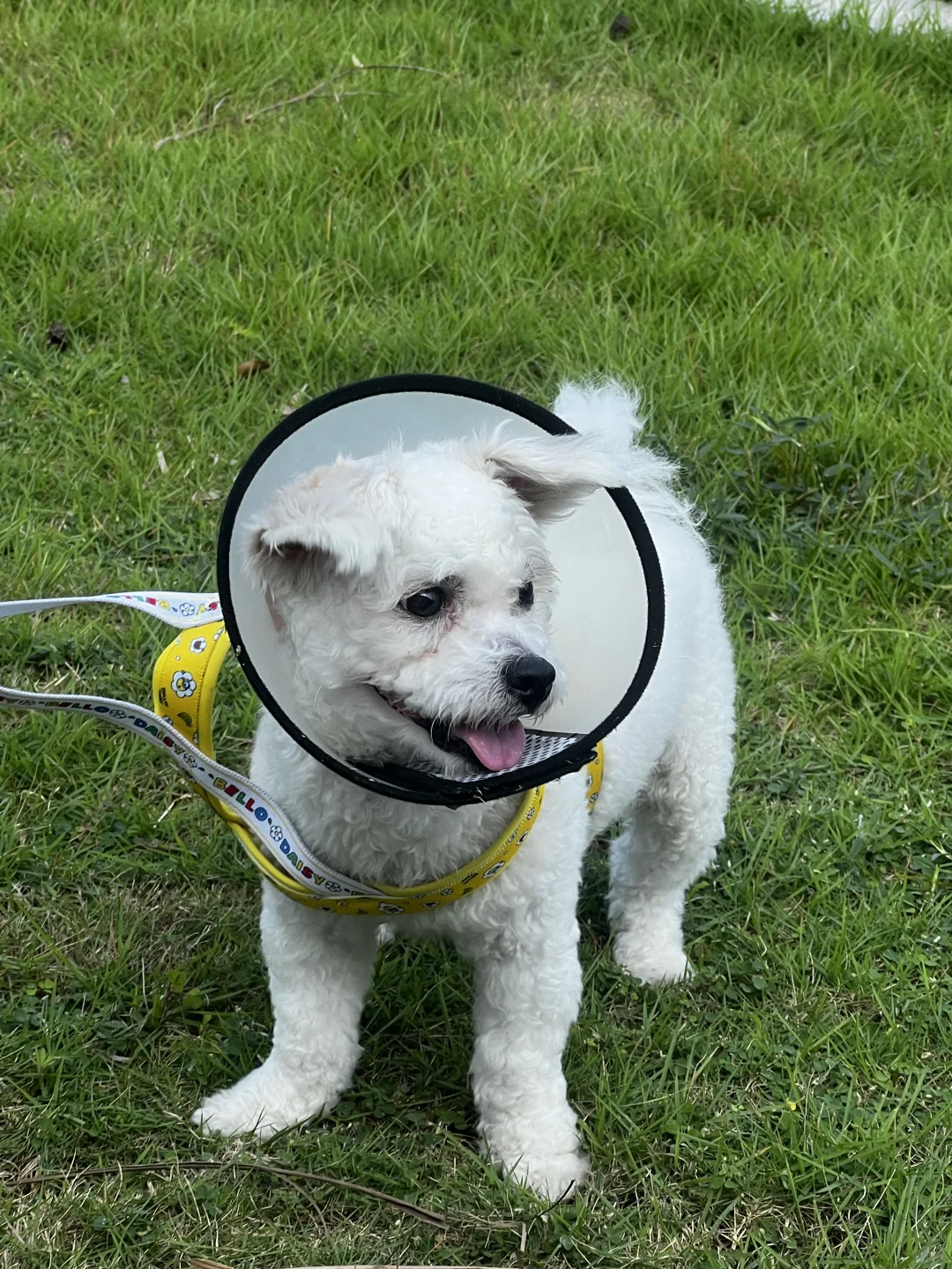 海南宠物博览会免费摄影、薅零食攻略！