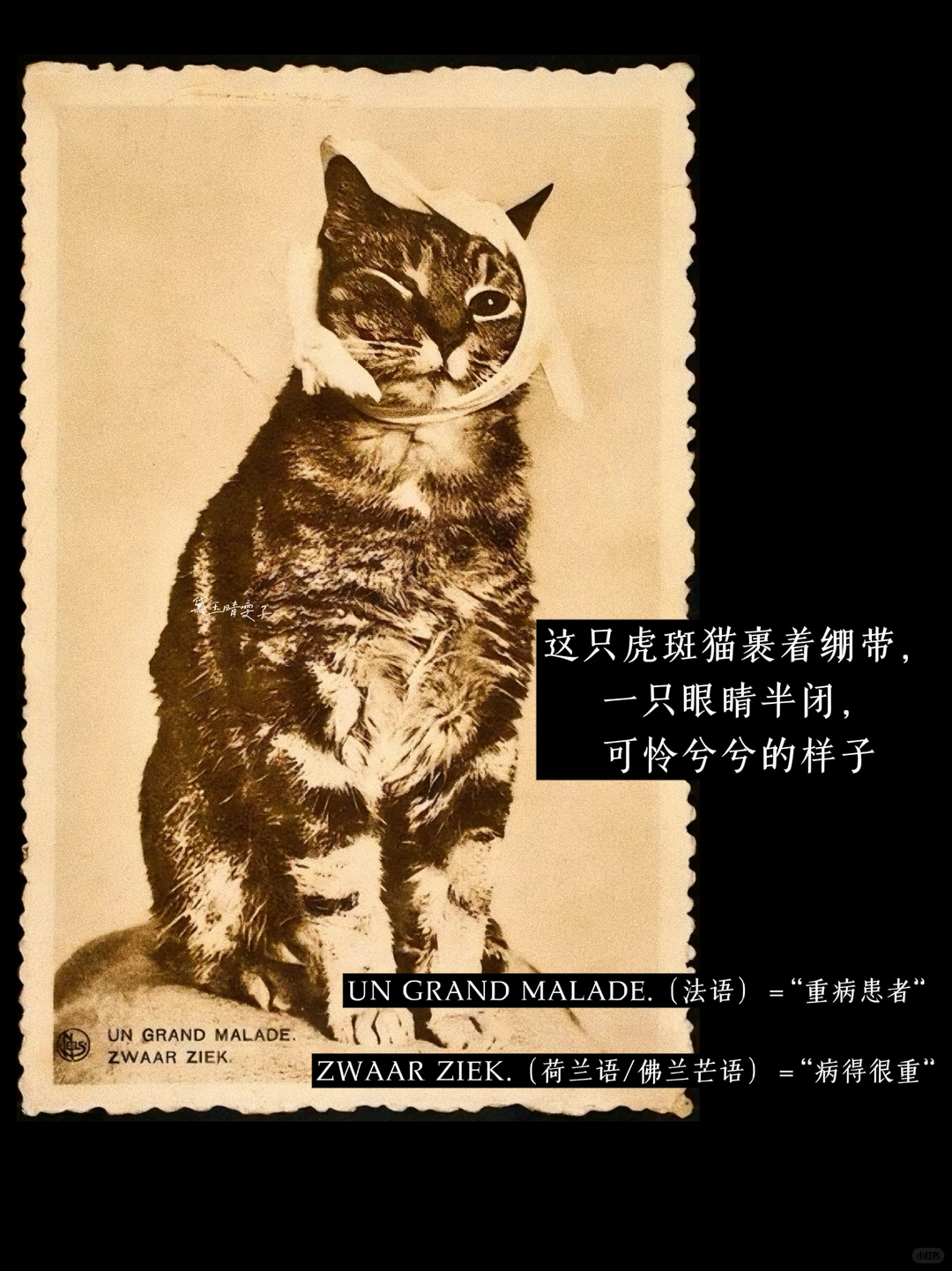上世纪的「猫猫照相馆」?可爱到心都萌化了?
