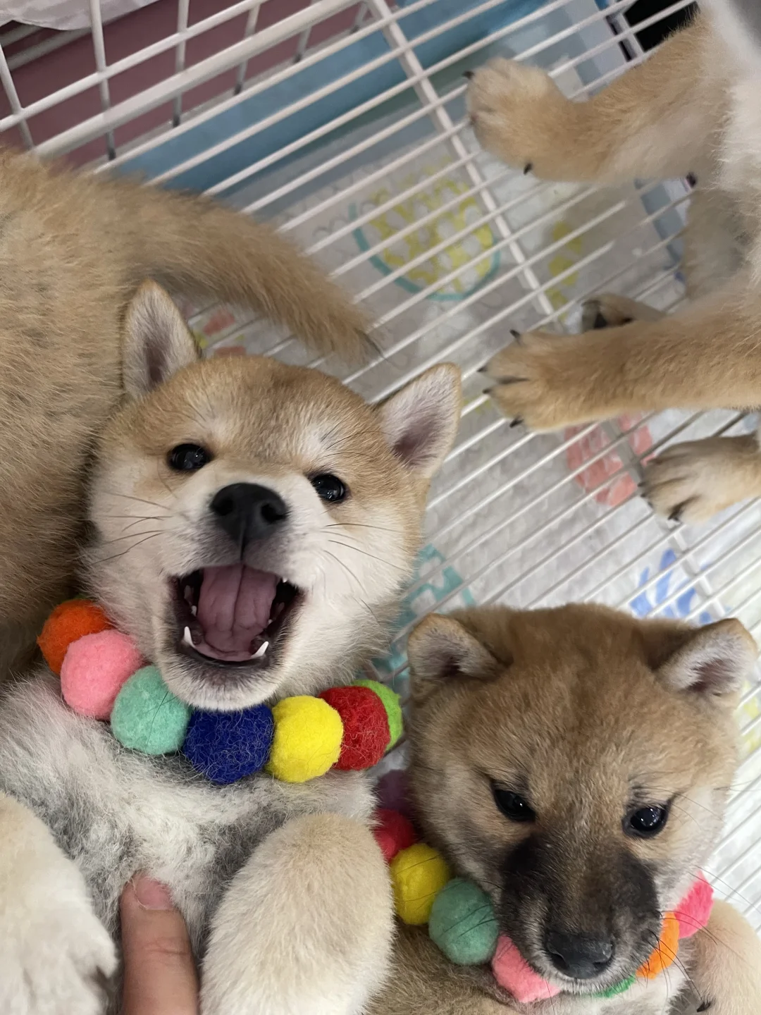 南昌世宠会门票免费领啦！