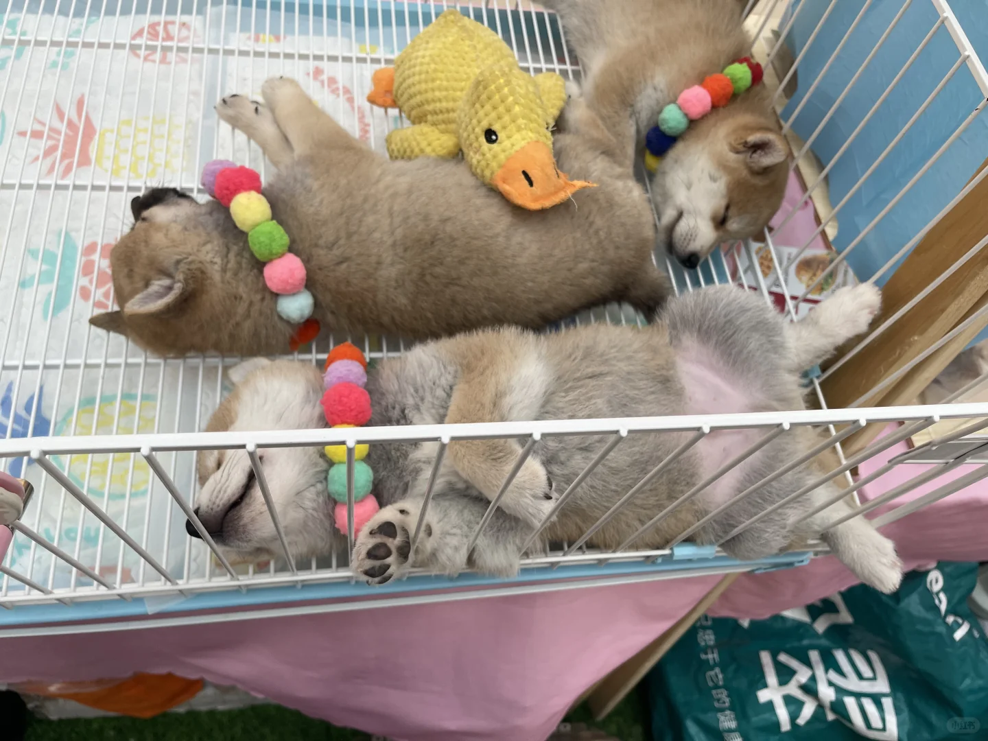 南昌世宠会门票免费领啦！