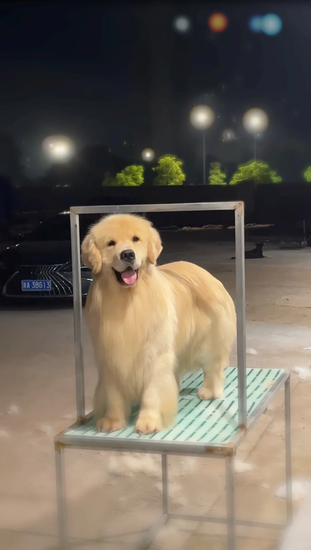 南昌世宠会门票免费领啦！